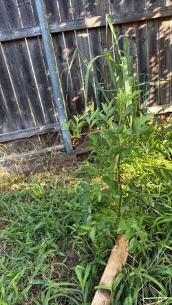 Jujube plant