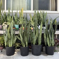 Air Purifying Snake Plants