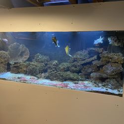 220 Gal Fish Tank 