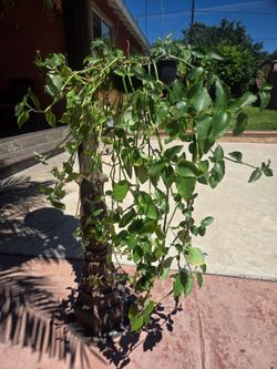 Hanging Suculent Plant