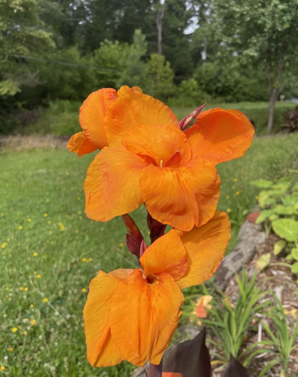 Wyoming Canna Lilies Perennial Plants
