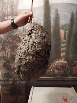 Wasp nest