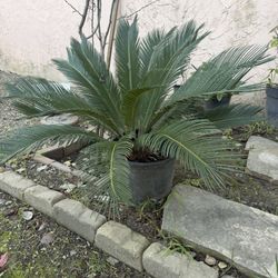 Sago Palm 