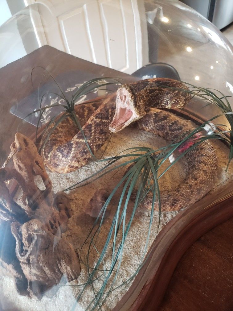 Taxidermy