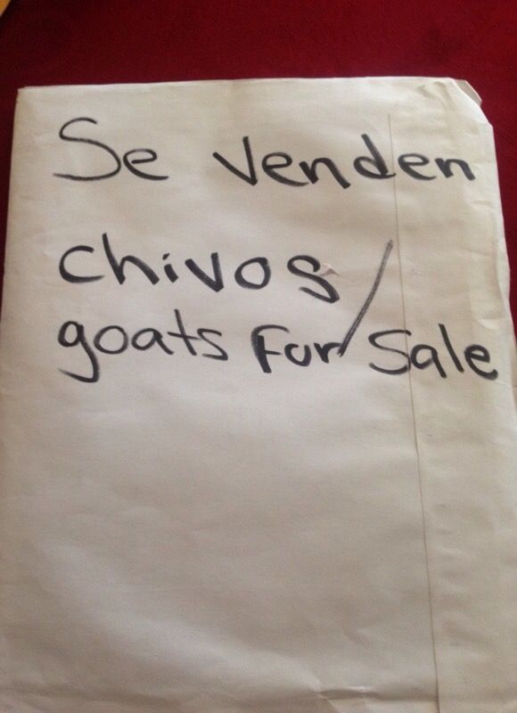 Chivos de venta/goats for sale