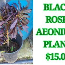 Black Rose Aeonium Plant