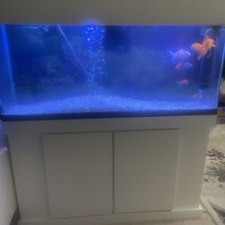Fish tank for Sale Including Fishes