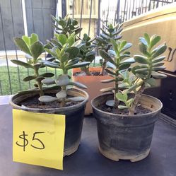 Jade Succulent Garden Plant