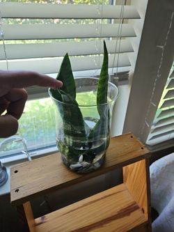 Snake plant
