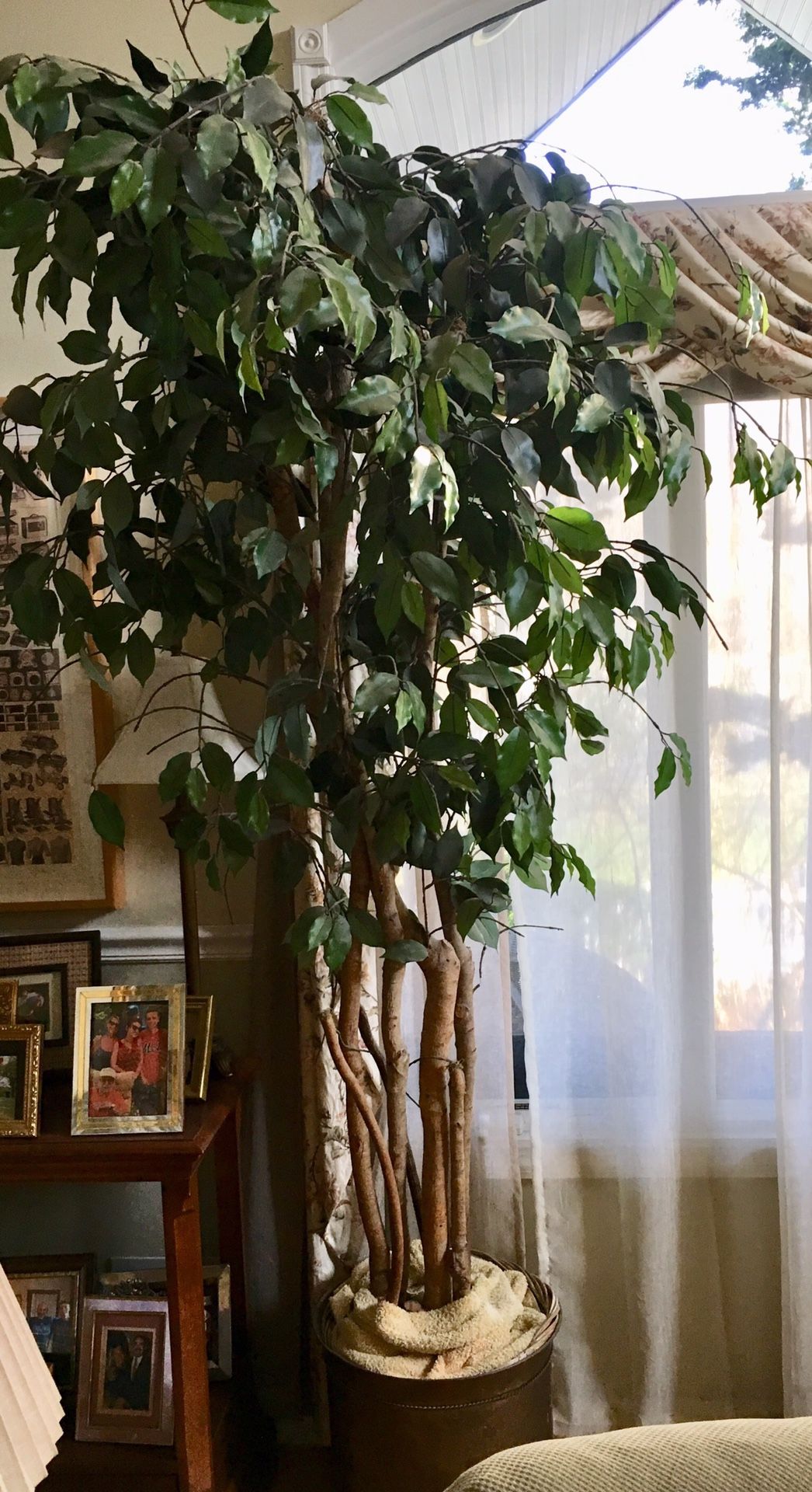Silk Ficus Tree for Sale in Dix Hills, NY OfferUp