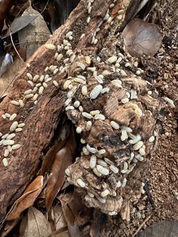 Japanese Magic Potion Isopod