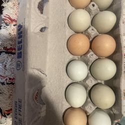 Fresh Eggs 