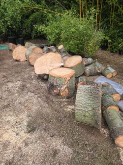 Pine Tree Rounds various sizes