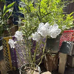 Petunia Mexicana Blanca 