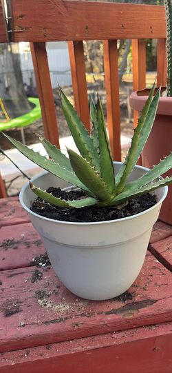 Lopthana agave