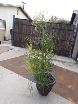 Plant for sale