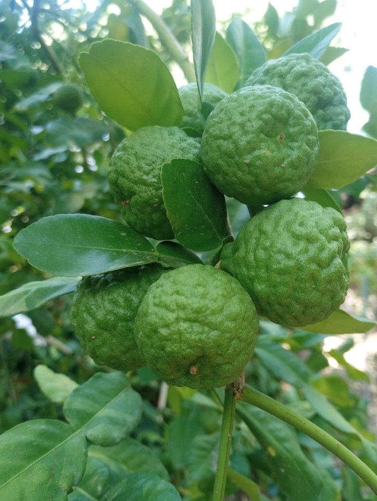 ORGANIC KEFIR LIMES !!! READY FOR COOKING