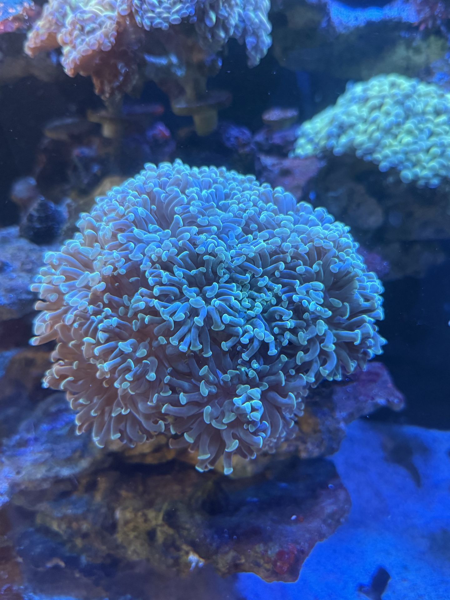 Large hammer colony