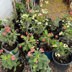 Crown of Thorns / Corona de Cristo / Christ Crown of Thorns Flowering Plant Houseplant - 10 each