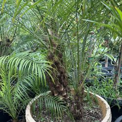 Pygmy Date Palm Tree
