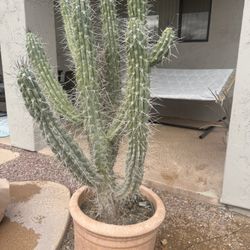 Large Toothpick Cactus (Stetsonia) – 5 ft – Pot Included