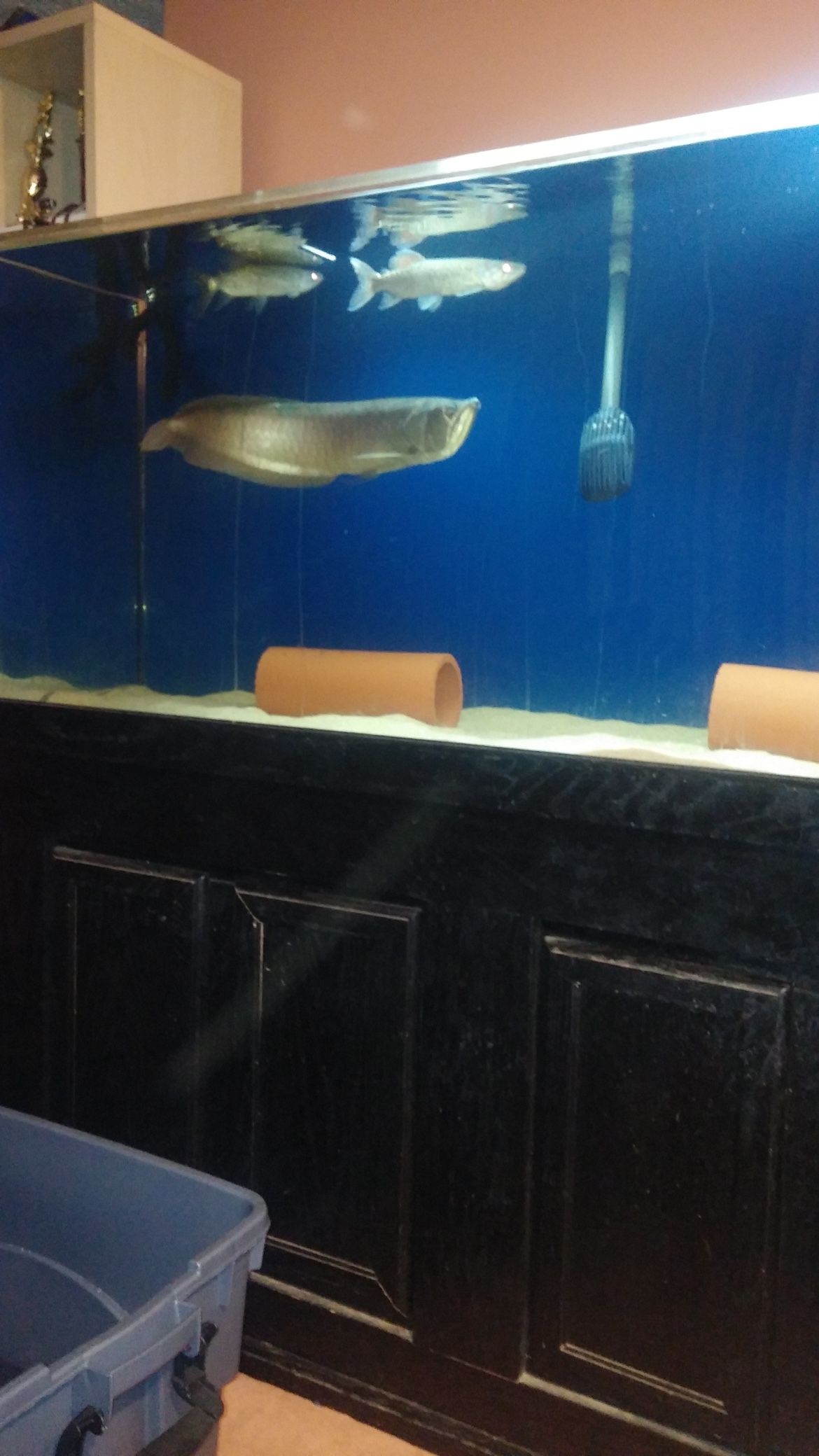 Large Aquariums For Sale 