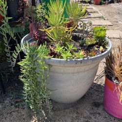Plants