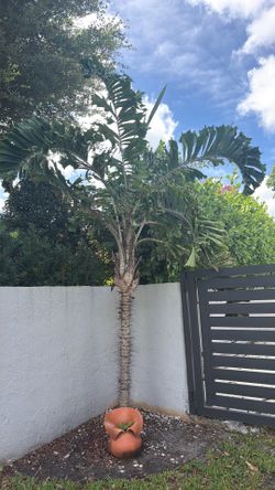 Rare palm trees Aiphanes  horrida