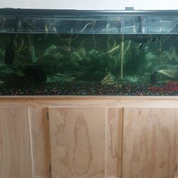 125-Gallon Fish Tank (Everything In Photos Included)