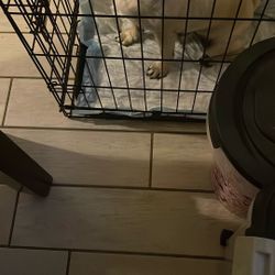 Dog Crate