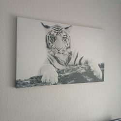 Tiger Pictures