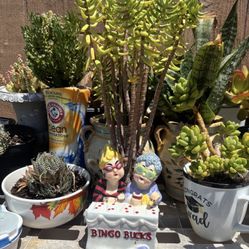 Plants For Sale 