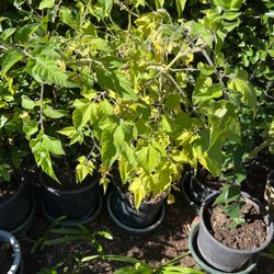 Tomato Plant In Pot Blooming
