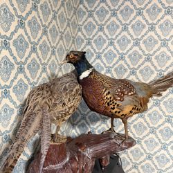 Mounted Pheasants, One Pair And One Single