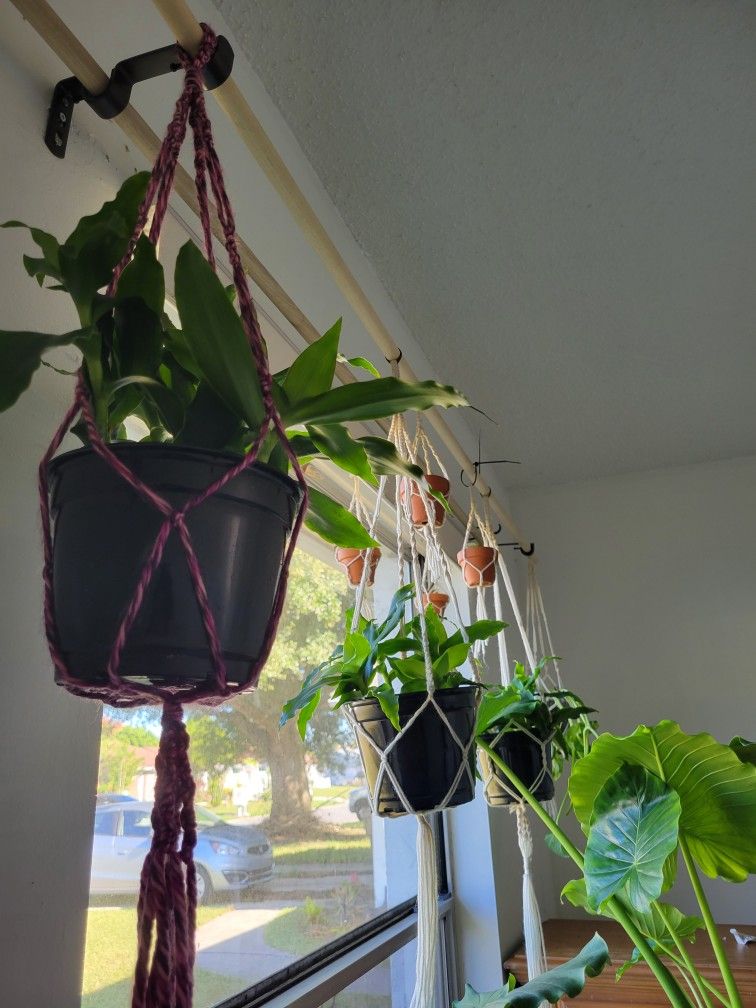 Callisia Fragans AKA Basket Plants