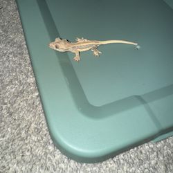 Crested Geckos And Gargoyle Geckos For Sale