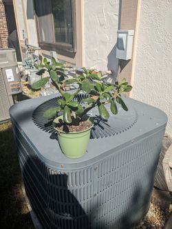 Jade plant
