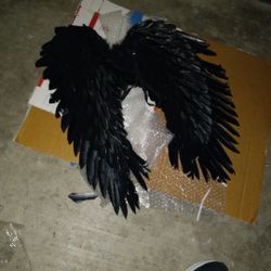 Black Bird Wings