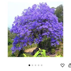 Árboles De Jacaranda 