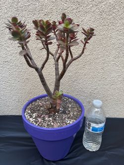 Jade Plant in Purple Pot