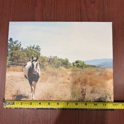Horse In A Field Canvas Print
