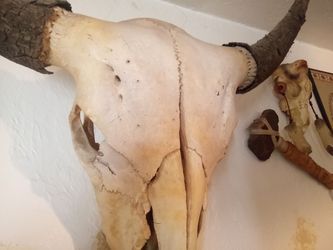 Buffalo Skull with original caps Thumbnail