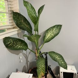 Galatea Plant With Pot Several Sizes Available 