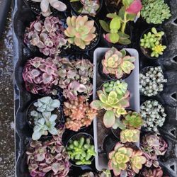 PLANT SALE IN SAN LORENZO ON SUNDAY 