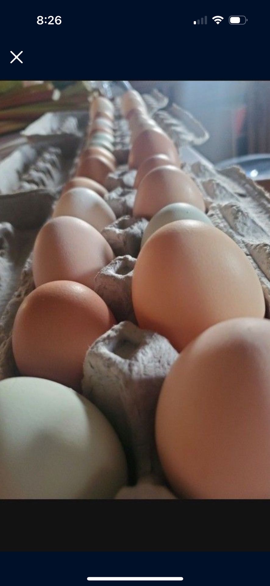 Fresh Chicken and Duck eggs