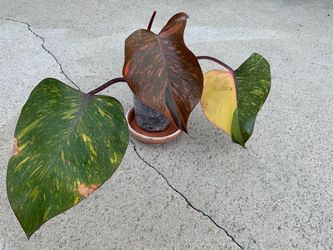 Philodendron Orange Princess Galaxy Marble