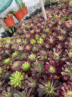Korean Aeonium In 6” Pots Only $8 Each 