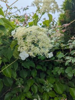 Climbing Hydrangea