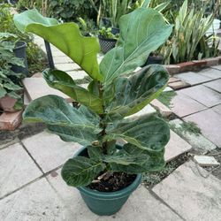 Fiddle Leaf Fig Over 2ft