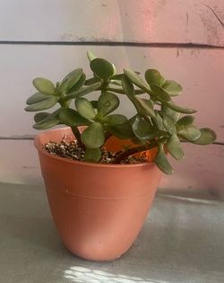 Mini Jade Plant Crassula ovata Succulent